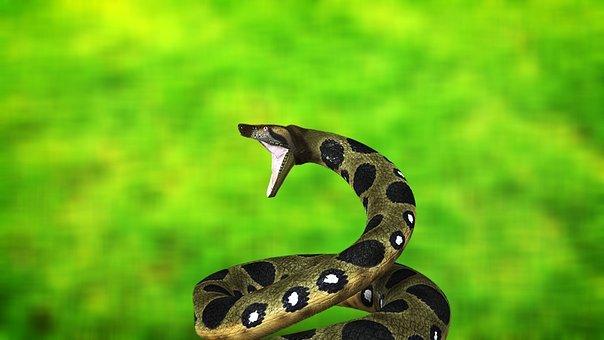 Biggest Snakes in the World ???? (With Numbers) 2 Snake, Anaconda, Reptile, Boa, Exotic
