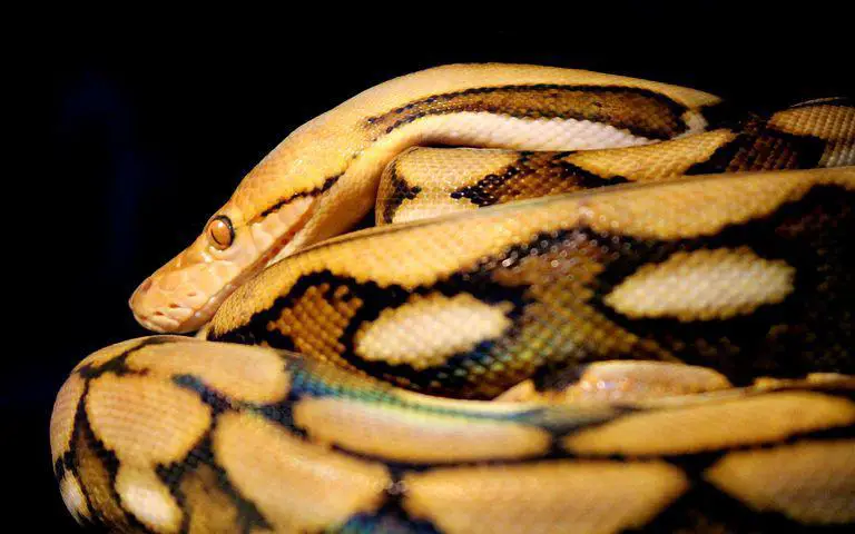 Biggest Snakes in the World ???? (With Numbers) 3 Reticulated, Python, Snake, Reptile