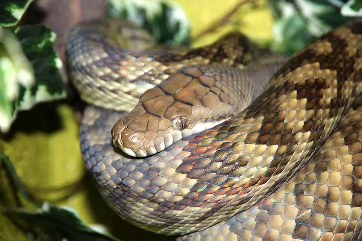 Biggest Snakes in the World ???? (With Numbers) 4 Amethyst Python, Snake, Python
