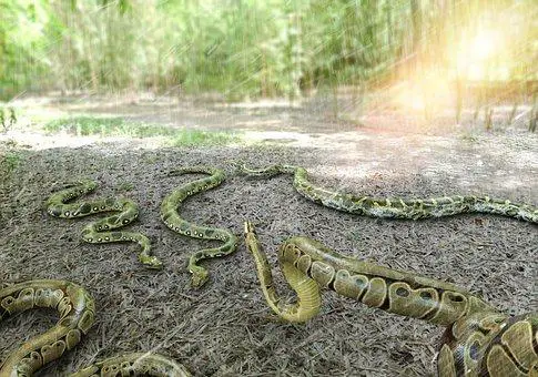 Biggest Snakes in the World ???? (With Numbers) 5 Python, Burmese, Python, Snake