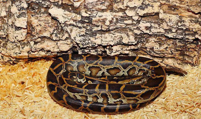 Biggest Snakes in the World ???? (With Numbers) 6 Line, Tiger Python, Cub