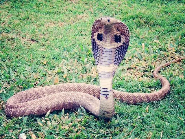 Biggest Snakes in the World ???? (With Numbers) 7 King Cobra, Cobra, Snake, Reptile