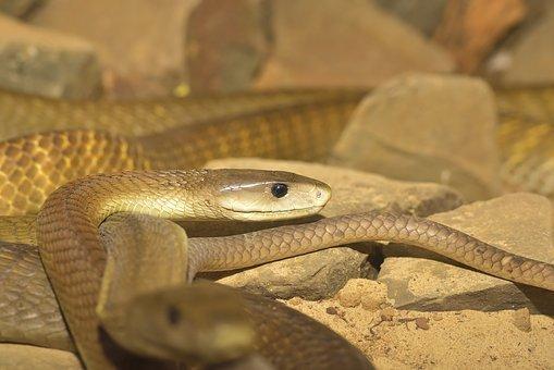 Biggest Snakes in the World ???? (With Numbers) 9 Line, Black Mamba, Dangerous, Reptile