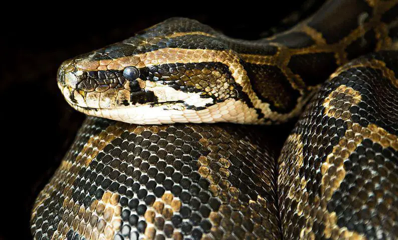 Biggest Snakes in the World ???? (With Numbers) 10 Constrictor, Snake, Close, Danger, Boa