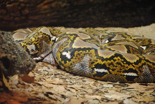 Biggest Snakes in the World ???? (With Numbers) 13 Snake, Anaconda, Reptile, Animal, Wild