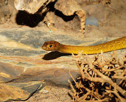 Biggest Snakes in the World ???? (With Numbers) 16 Line, Inland Taipan, Australia, Animal