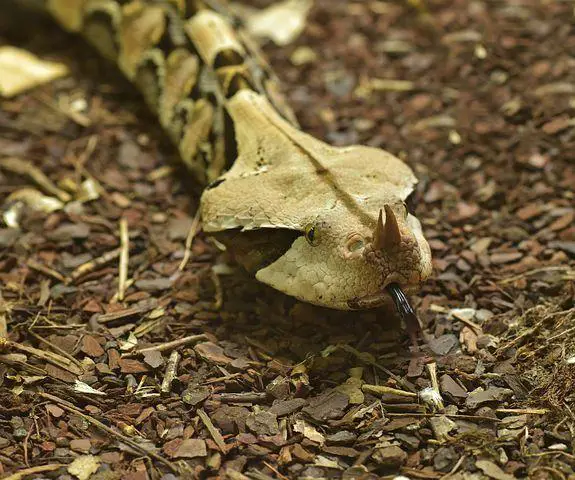 Biggest Snakes in the World ???? (With Numbers) 20 Gaboon Viper, Bitis Gabonica, Line