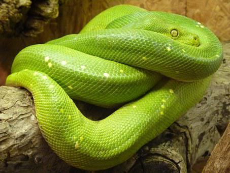 Biggest Snakes in the World ???? (With Numbers) 21 Green Tree Python, Morelia Viridis, Line