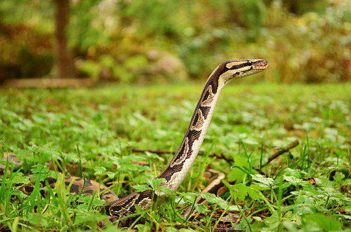 Biggest Snakes in the World ???? (With Numbers) 22 image 99