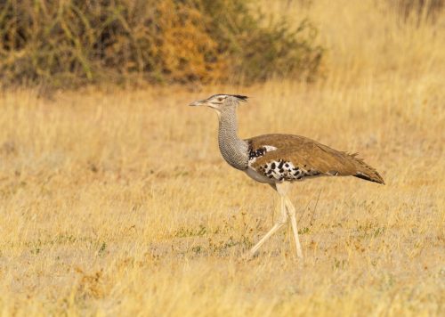 20 Of The Worlds Biggest Flying Birds (With Pictures) 2 kori bustard 2021 08 26 15 31 57 utc scaled e1658063716813