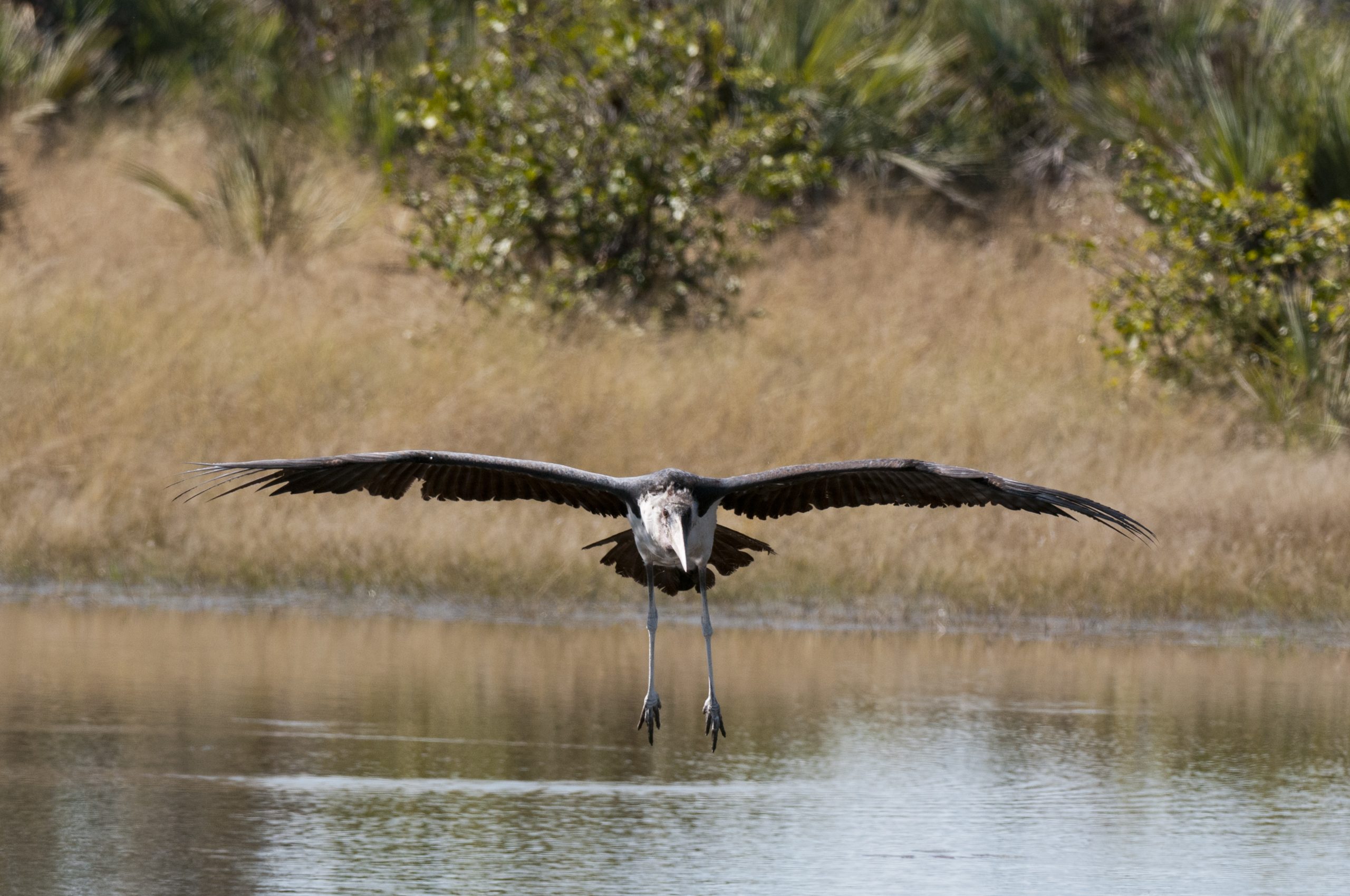 20 Of The Worlds Biggest Flying Birds (With Pictures) 21 marabou stork leptoptilus crumeniferus okavango 2022 03 04 01 51 58 utc scaled