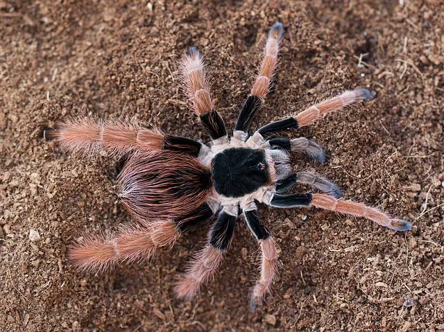 11 of The Biggest Spiders In The World ????️ (Legs/Body Size Explained) 7 megaphobema robustum g03a03a07a 640