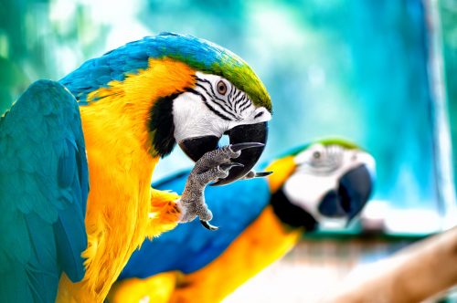 pair of macaw parrots in the wild with tropical ju 2021 08 26 15 28 00 utc scaled e1656846418117