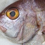 red bass fish on the market 2022 05 31 23 02 41 utc scaled e1658780055493