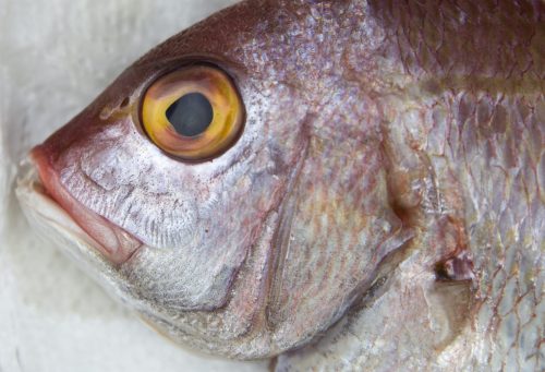 red bass fish on the market 2022 05 31 23 02 41 utc scaled e1658780055493