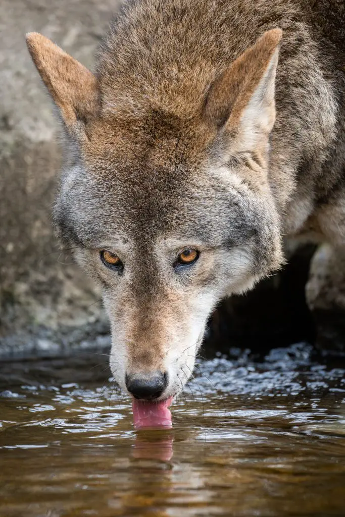 red wolf drinking from a stream 2021 08 27 09 17 13 utc
