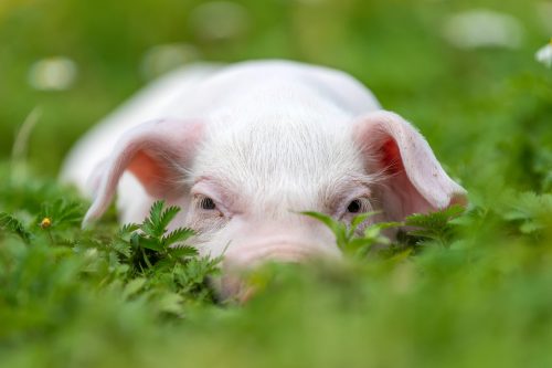 Are Pigs/Hogs Colorblind? ???? (Answered) 2 young funny pig on a green grass 2022 02 02 04 50 41 utc scaled e1656853564156