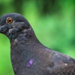 black pigeon in a park in summer 2022 07 08 19 17 25 utc scaled e1659432450736
