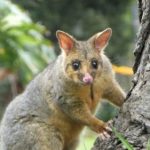 close up portrait common brushtail possum native a 2022 08 01 01 48 11 utc scaled e1661077202866