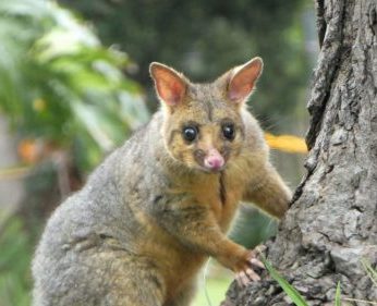 close up portrait common brushtail possum native a 2022 08 01 01 48 11 utc scaled e1661077202866