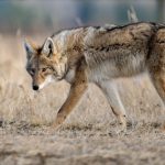 coyote in canada 2021 08 30 01 40 07 utc scaled e1660813363730
