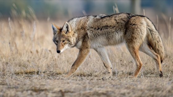 coyote in canada 2021 08 30 01 40 07 utc scaled e1660813363730