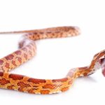 eating corn snake 2021 08 26 17 36 06 utc scaled e1659509343748