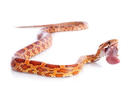 eating corn snake 2021 08 26 17 36 06 utc scaled e1659509343748