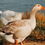 geese 2022 06 05 23 16 28 utc