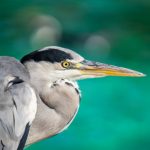 grey heron on the shore of the lake close up hero 2022 08 01 03 05 43 utc scaled e1661081041310