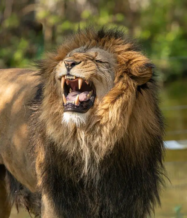 How Far Can Lions Hear? ???? 2 Roaring Lion