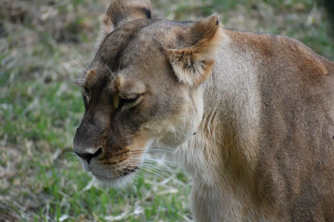 How Far Can Lions Hear? ???? 3 image 102