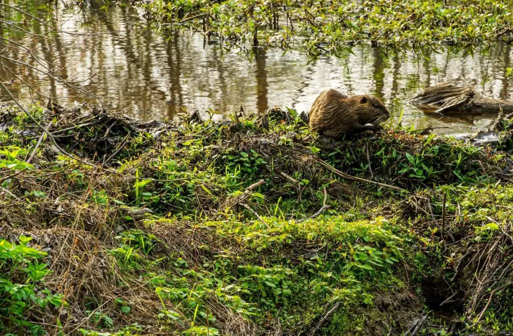 Will Beavers Eat Treated Wood? 2 image