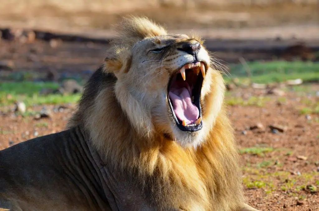 How Far Can Lions Hear? ???? 5 image 103