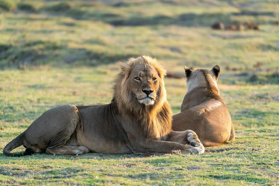 Are Lions Only In Africa Or Anywhere else? ???? 3 image 107