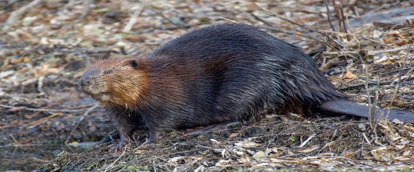 How To Stop Beavers From Building Dams? 3 image 11