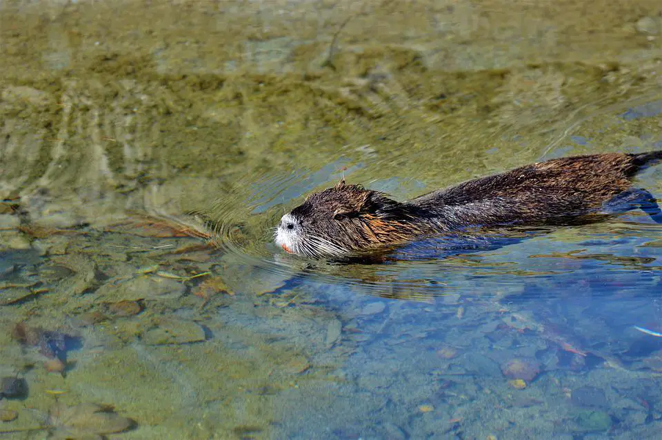 How To Stop Beavers From Building Dams? 4 image 12