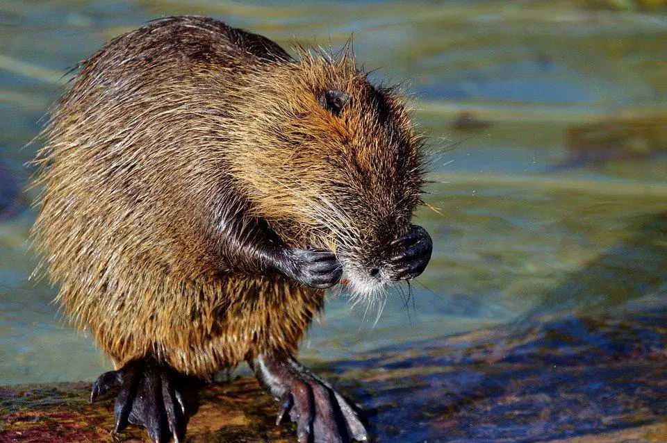 How To Stop Beavers From Building Dams? 5 image 13