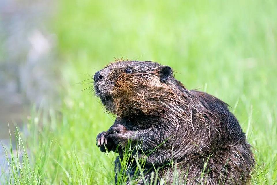 How To Stop Beavers From Building Dams? 6 image 14