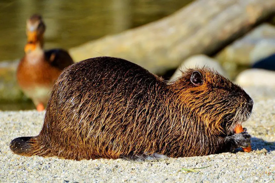 Can Beavers Climb Trees? Or Jump into Them? 3 image 2
