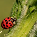 Ladybug, Insect, Ladybird Beetle, Beetle, Red Beetle