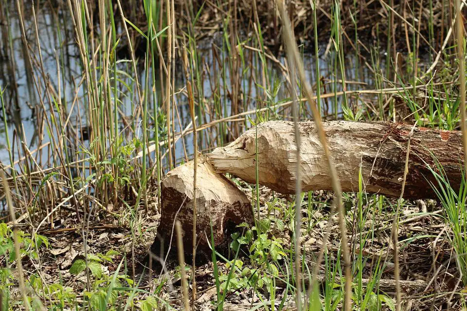 Can Beavers Climb Trees? Or Jump into Them? 4 image 3