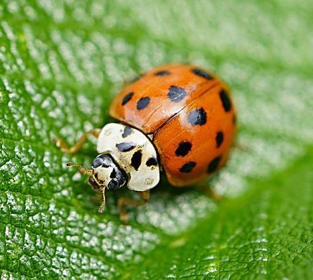 Where Do Ladybugs Go In The Winter? ???? (Explained) 3 image 34 e1659986219787