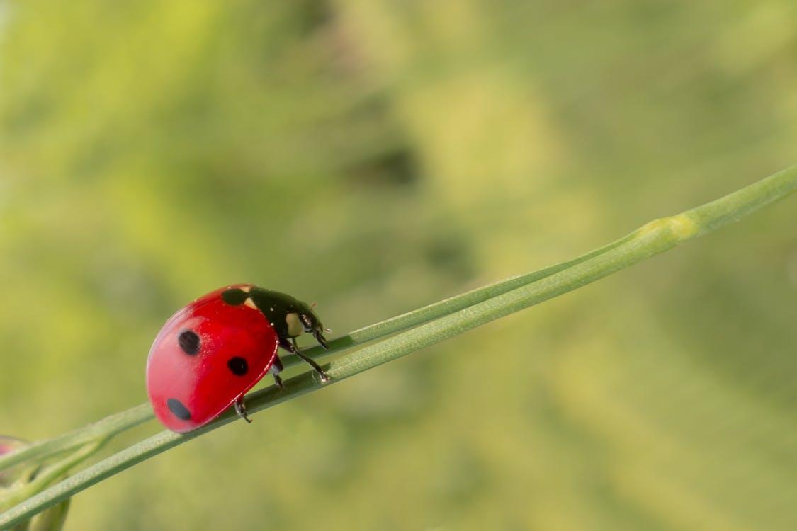 Are Ladybugs Poisonous to Dogs? ???? (Answered) 2 image 41