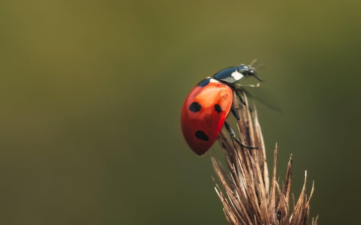 Are Ladybugs Poisonous to Dogs? ???? (Answered) 3 image 42