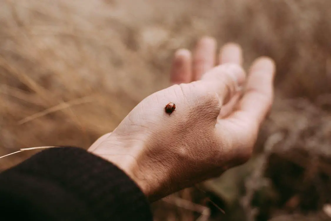 Are Ladybugs Poisonous to Dogs? ???? (Answered) 4 image 43