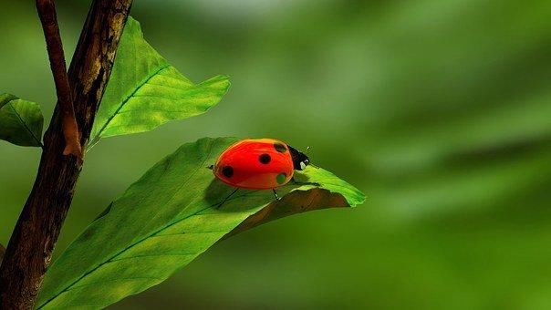 Are All Ladybugs Female? ???? (Answered) 2 image 45