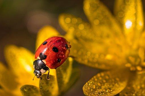 Are All Ladybugs Female? ???? (Answered) 3 image 46