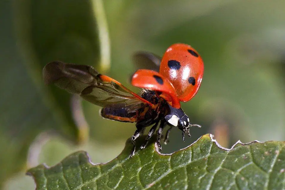 Are All Ladybugs Female? ???? (Answered) 4 image 47