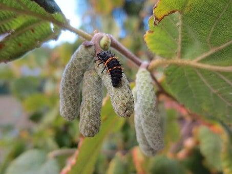 Are All Ladybugs Female? ???? (Answered) 5 image 48